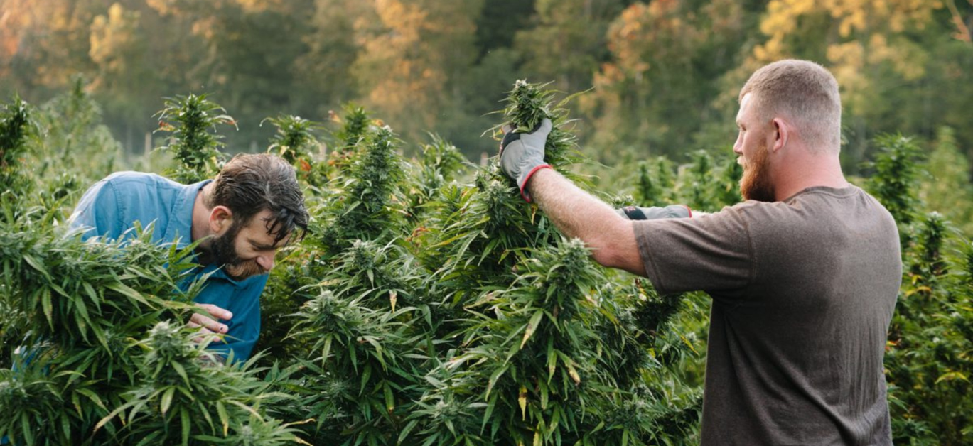 Cannabis: Wouldn't It Be Fantastic For You To Visit a Cannabis Plantation? Tour a Hemp Farm