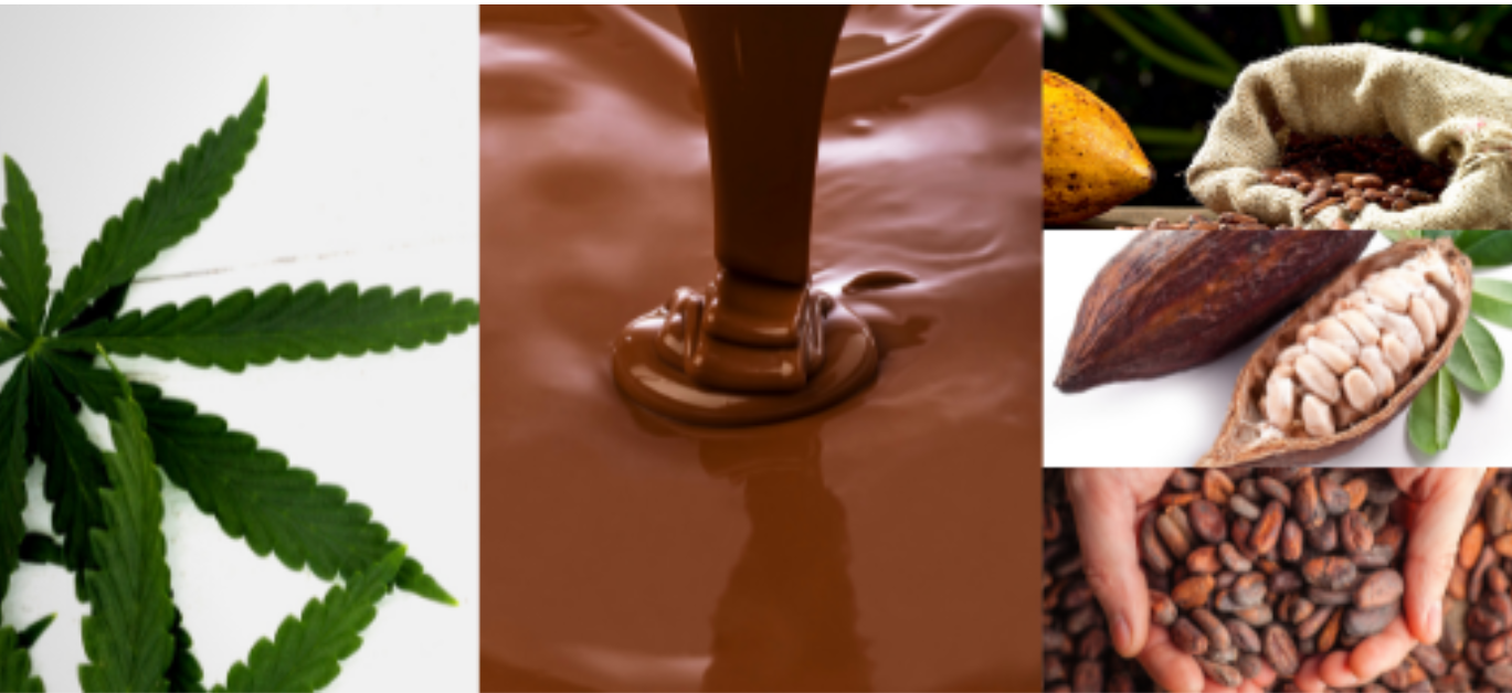 Cannabis, Chocolate, Anandamide. Something In Common